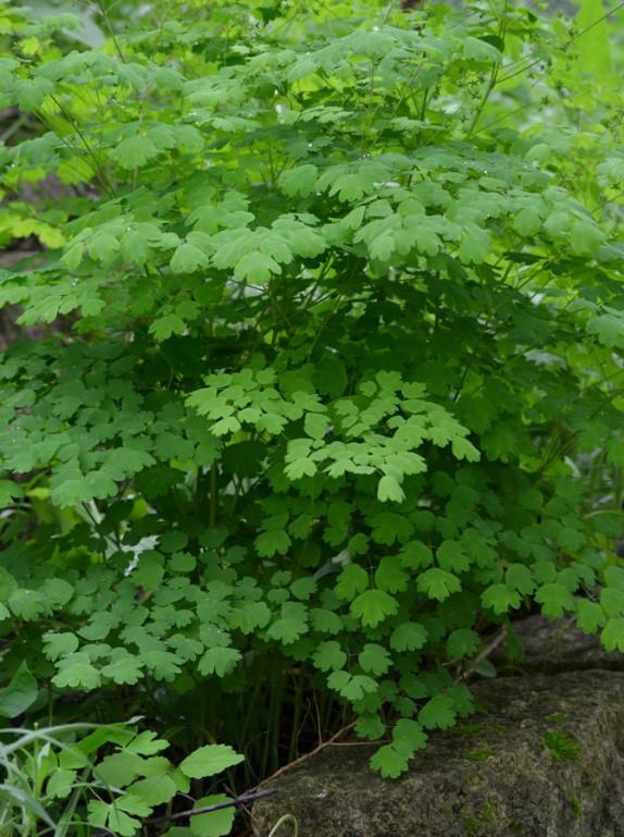 G6685 Thalictrum Dioicum 25 344abfa2 856c 493e 9fd0 Cd7a564aa39b from www redcrocus com