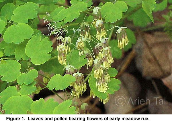 G6685 Thalictrum Dioicum 26 F41286fc F7b8 4c90 A4a4 C1e695d47645 from www redcrocus com