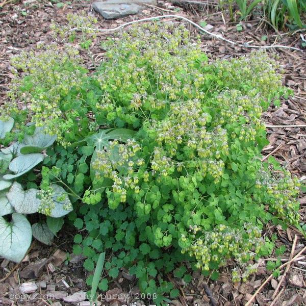 G6685 Thalictrum Dioicum 27 201a30ac Ef01 487e A5c5 C655dd4ec57e from www redcrocus com