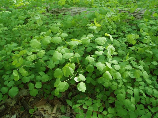 G6685 Thalictrum Dioicum 28 4572ef06 E152 40bb A084 C8e9d6cdea9b from www redcrocus com