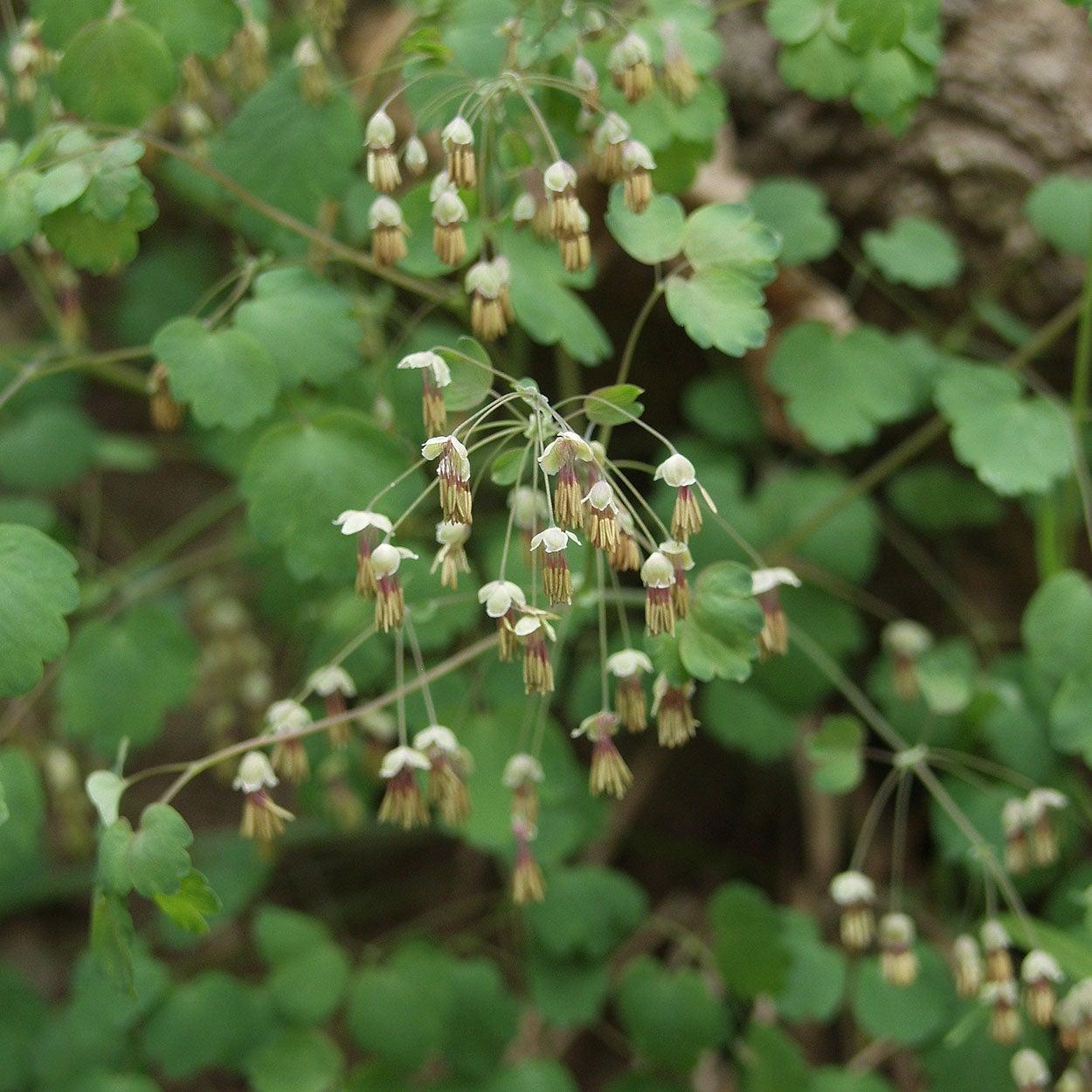 G6685 Thalictrum Dioicum 29 B8b3b37a A4a1 4dec Bbdc 5d876a0bf596 from www redcrocus com