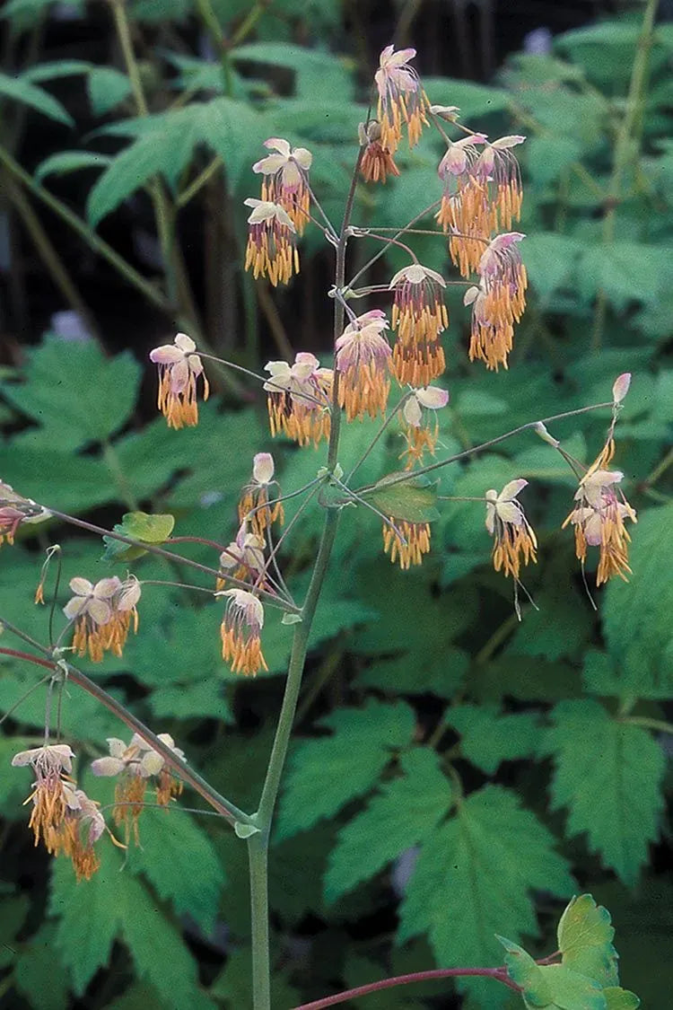 G6685 Thalictrum Dioicum 2 F60c9990 3967 42a0 A976 0cd60ab44903 from www redcrocus com