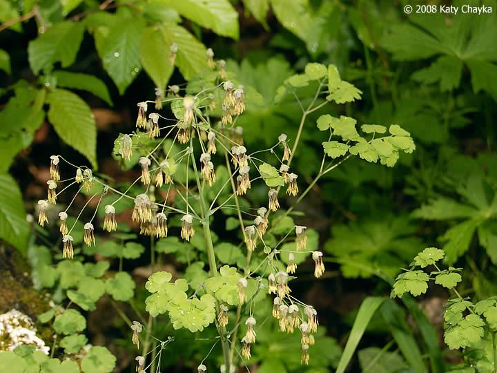 G6685 Thalictrum Dioicum 30 2783f715 B802 4c5f 9d58 2aa1a1577c0a from www redcrocus com