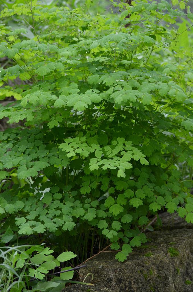 G6685 Thalictrum Dioicum 3 Ac1e5f44 Bbc5 4d04 Be4a 8dd02501fe02 from www redcrocus com