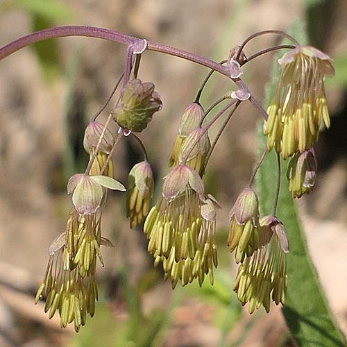 G6685 Thalictrum Dioicum 5 E41a5789 9a92 4cc0 8cbb 6cd7122d3c66 from www redcrocus com