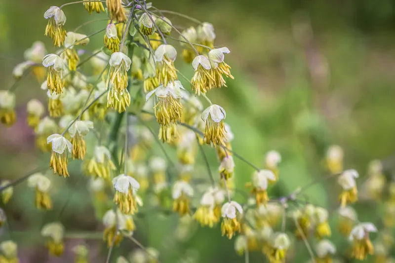 G6685 Thalictrum Dioicum 6 Ce3e16ab Df4f 4a48 9200 8ff67b7e35a3 from www redcrocus com