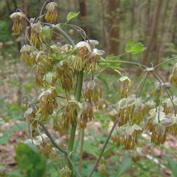 G6685 Thalictrum Dioicum 8 E7378bdf B22b 4191 Beb2 3efece52fab7 from www redcrocus com