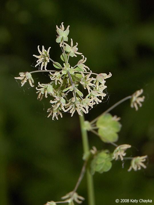 G6685 Thalictrum Dioicum 9 873400db Dbc9 4102 91ab 49bdb4cd6fc9 from www redcrocus com