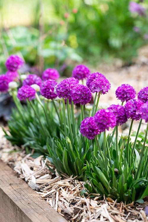 G6688 Armeria Pseudarmeria 'dreameria Vivid Dreams' - View 10 from www redcrocus com