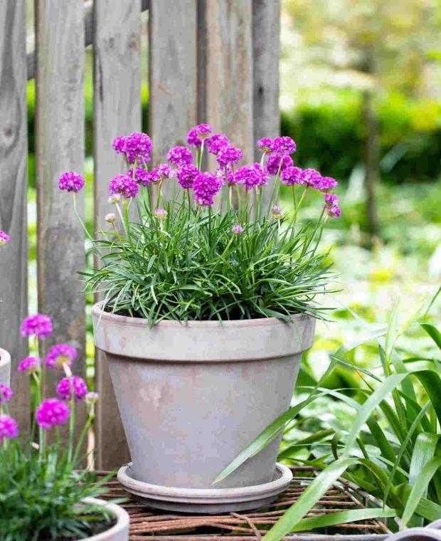 G6688 Armeria Pseudarmeria 'dreameria Vivid Dreams' - View 11 from www redcrocus com
