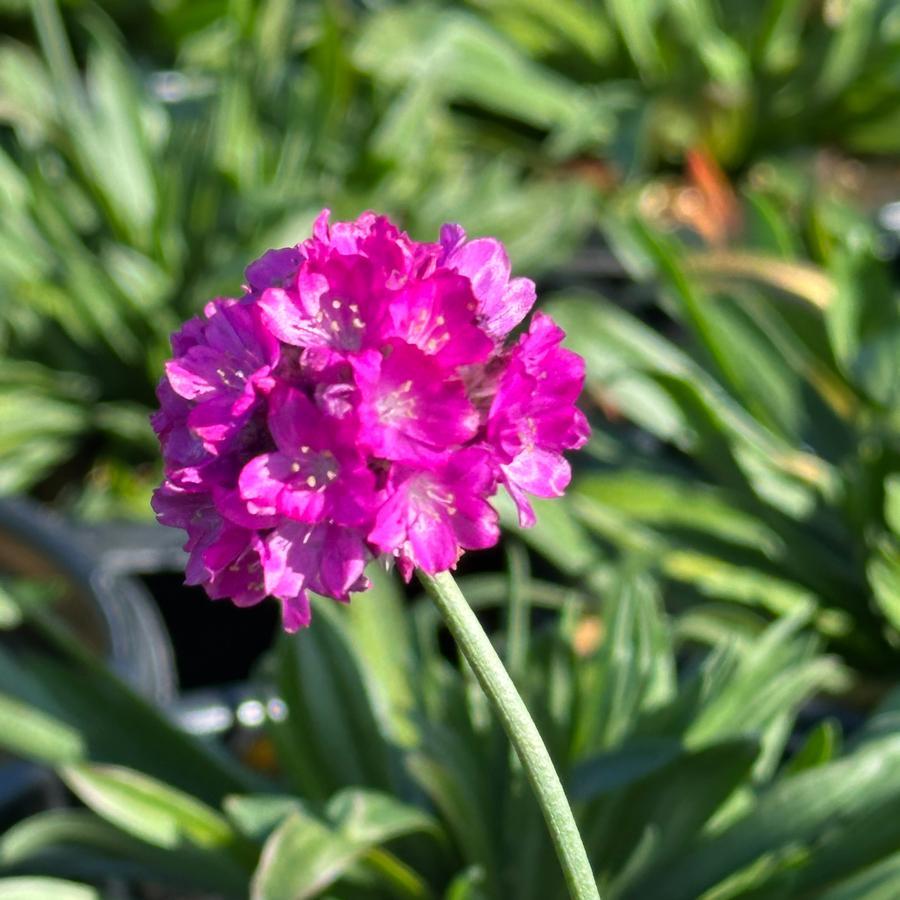 G6688 Armeria Pseudarmeria 'dreameria Vivid Dreams' - View 12 from www redcrocus com