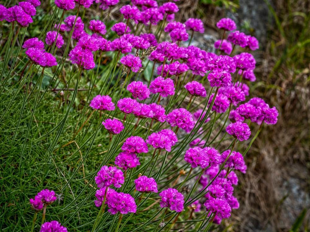 G6688 Armeria Pseudarmeria 'dreameria Vivid Dreams' - View 13 from www redcrocus com