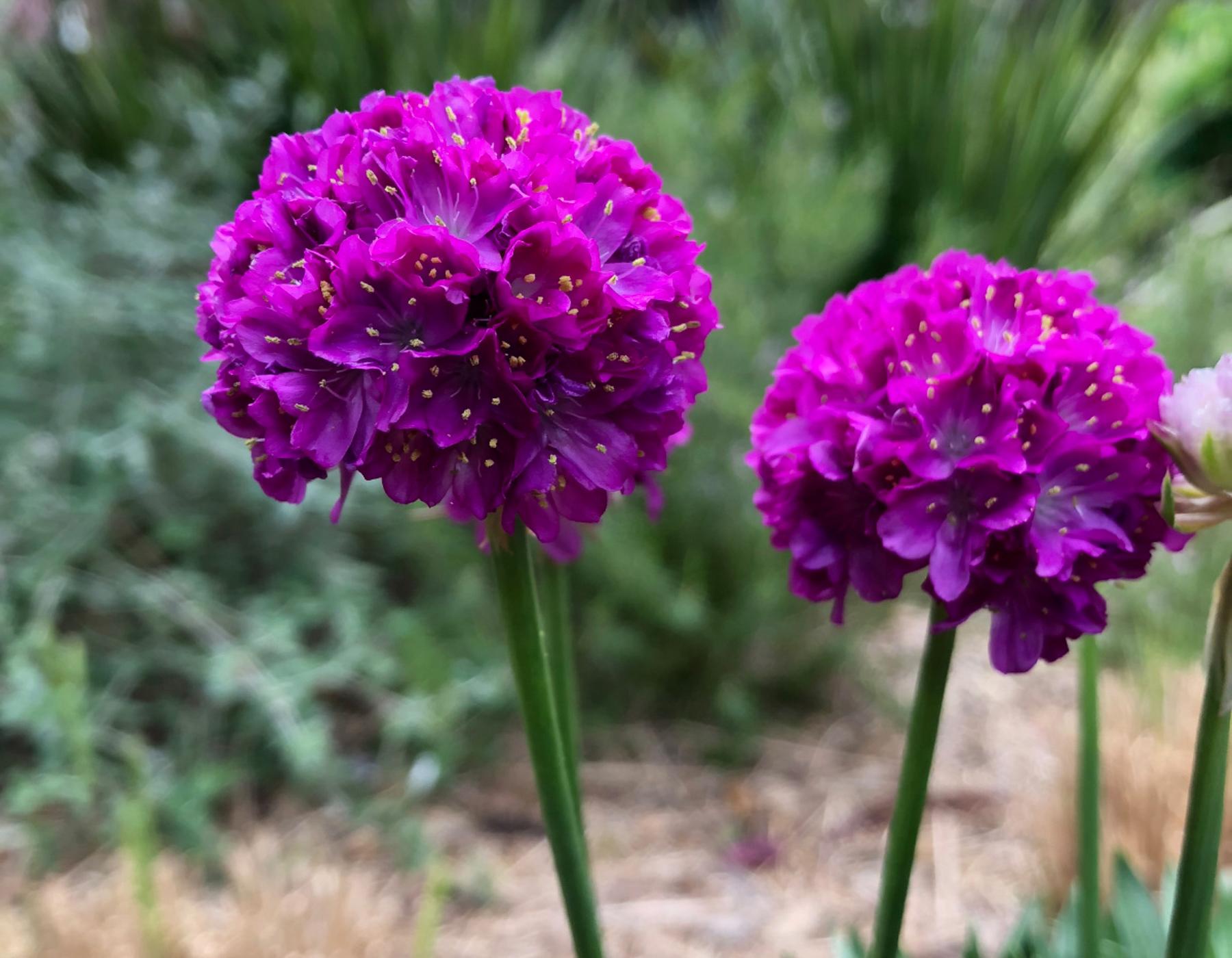 G6688 Armeria Pseudarmeria 'dreameria Vivid Dreams' - View 14 from www redcrocus com