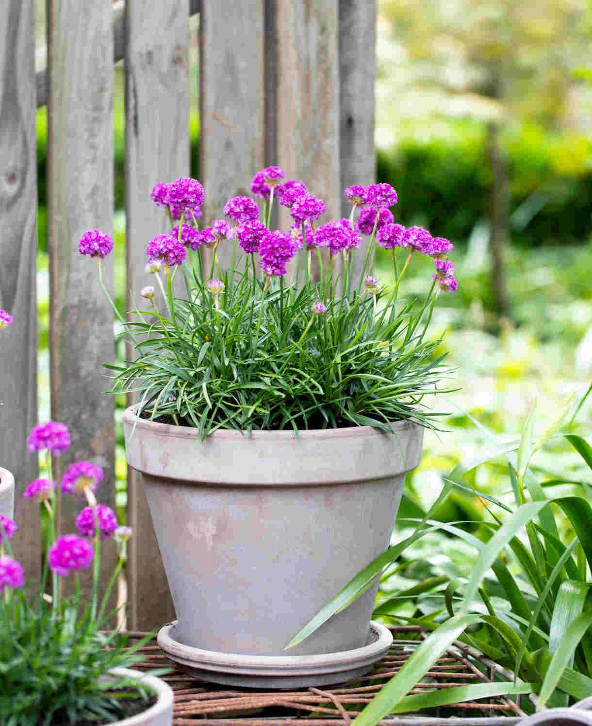 G6688 Armeria Pseudarmeria 'dreameria Vivid Dreams' - View 16 from www redcrocus com