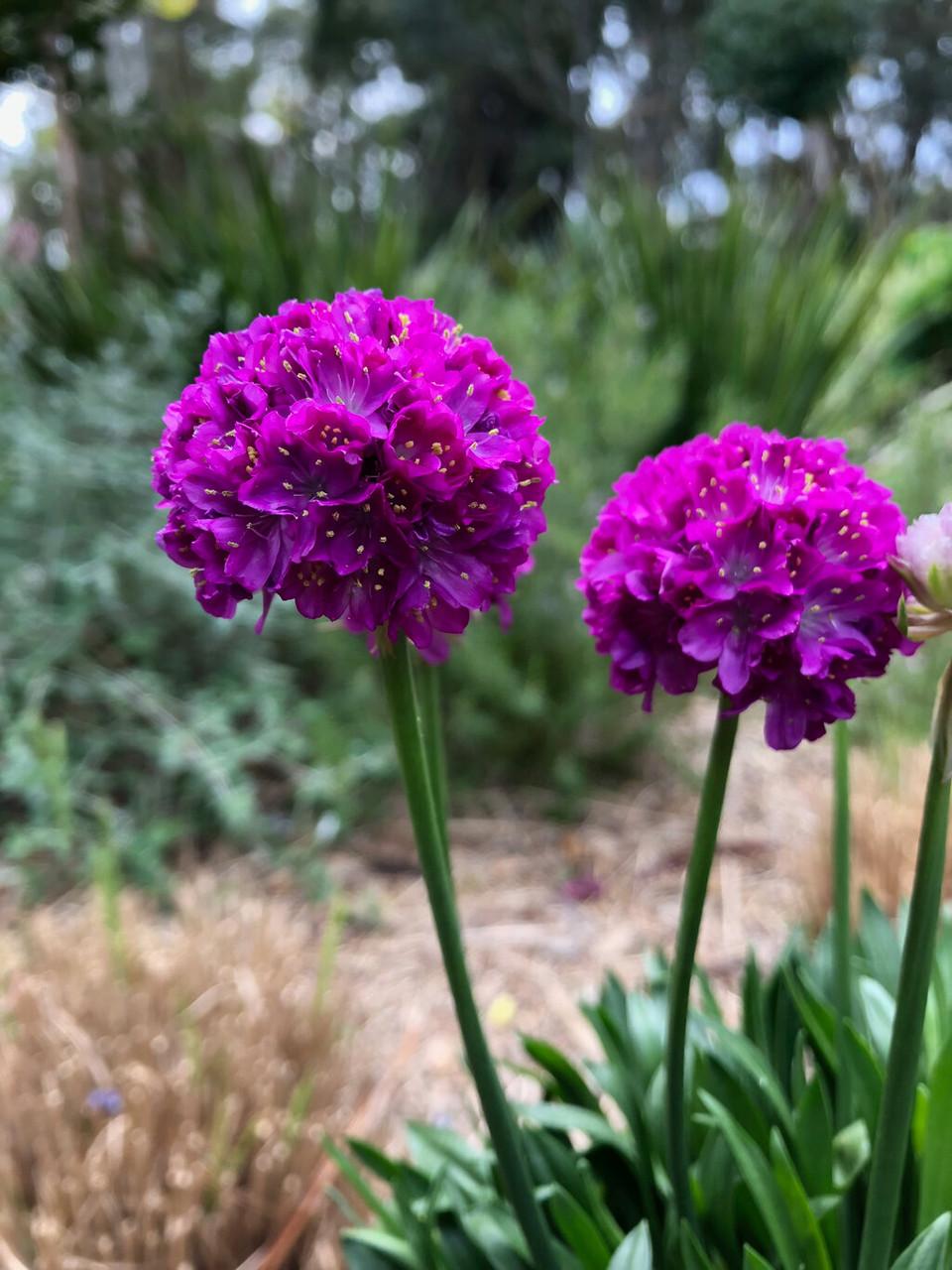G6688 Armeria Pseudarmeria 'dreameria Vivid Dreams' - View 18 from www redcrocus com
