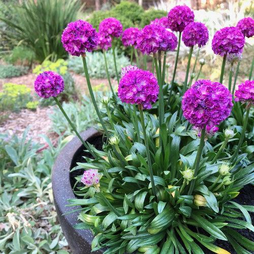G6688 Armeria Pseudarmeria 'dreameria Vivid Dreams' - View 1 from www redcrocus com