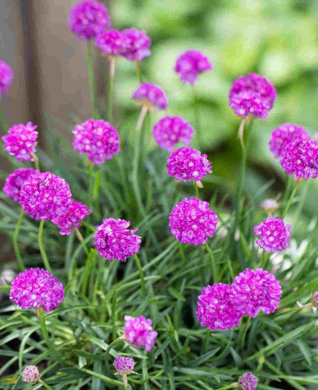 G6688 Armeria Pseudarmeria 'dreameria Vivid Dreams' - View 20 from www redcrocus com
