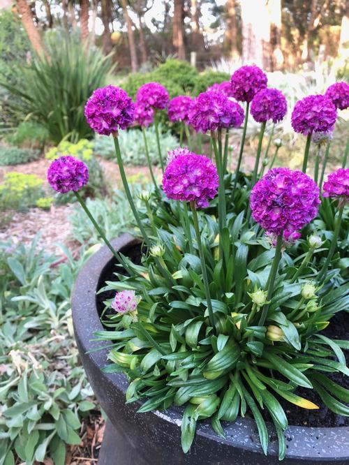 G6688 Armeria Pseudarmeria 'dreameria Vivid Dreams' - View 22 from www redcrocus com