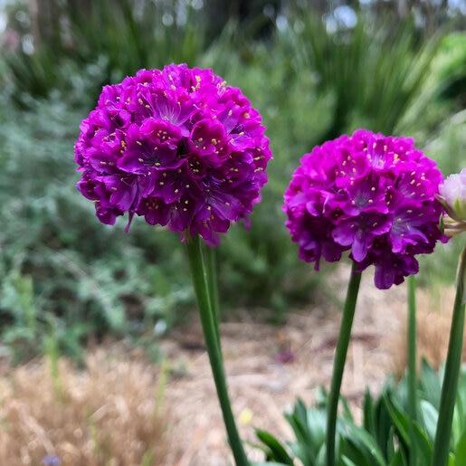G6688 Armeria Pseudarmeria 'dreameria Vivid Dreams' - View 23 from www redcrocus com