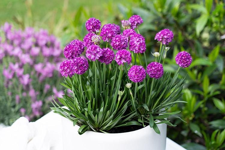 G6688 Armeria Pseudarmeria 'dreameria Vivid Dreams' - View 24 from www redcrocus com