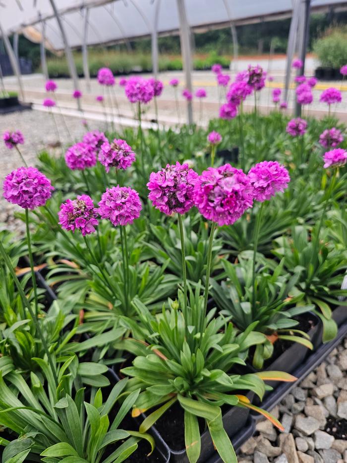 G6688 Armeria Pseudarmeria 'dreameria Vivid Dreams' - View 29 from www redcrocus com
