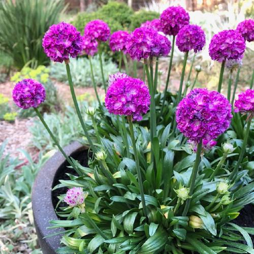 G6688 Armeria Pseudarmeria 'dreameria Vivid Dreams' - View 32 from www redcrocus com