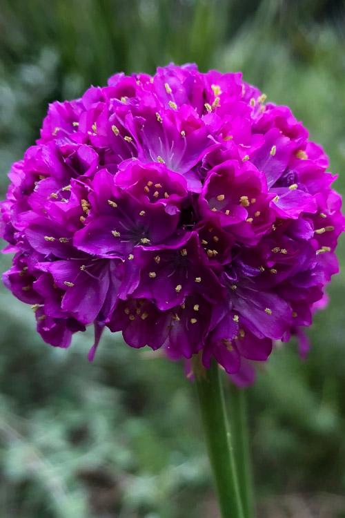 G6688 Armeria Pseudarmeria 'dreameria Vivid Dreams' - View 33 from www redcrocus com