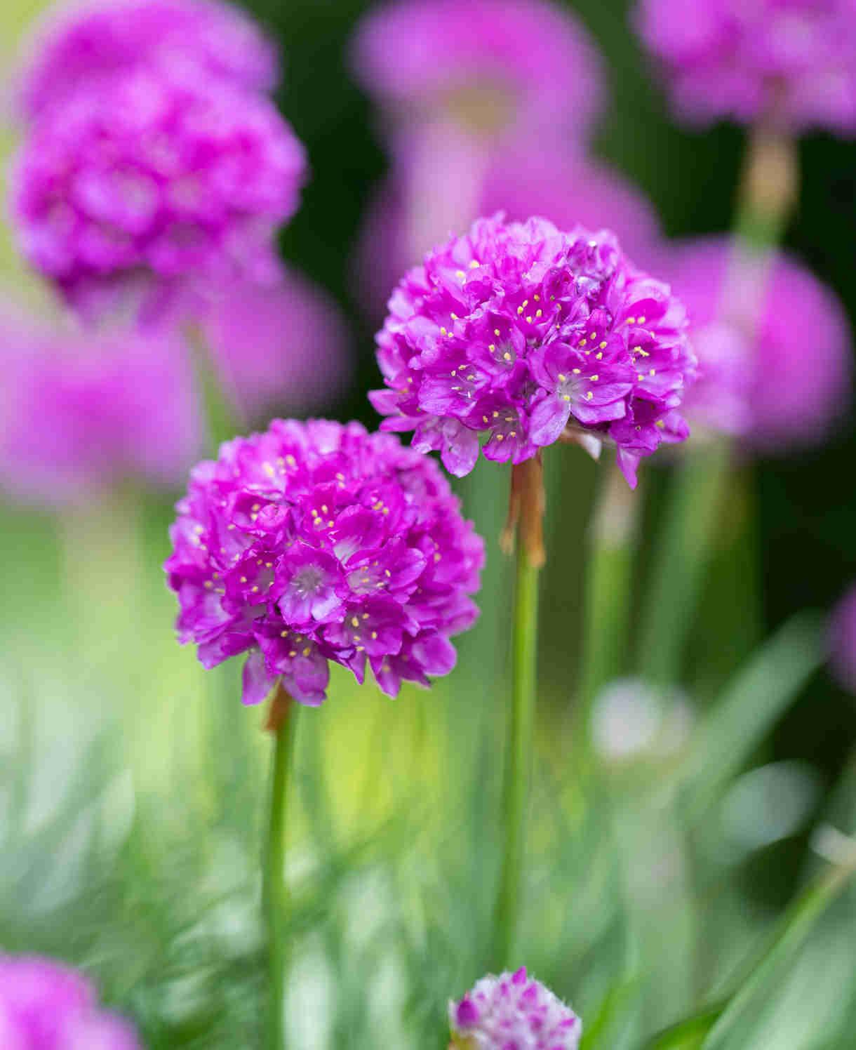 G6688 Armeria Pseudarmeria 'dreameria Vivid Dreams' - View 35 from www redcrocus com