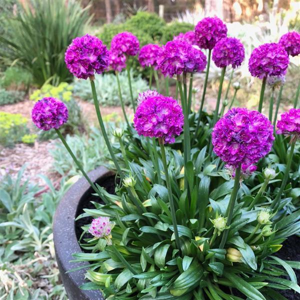 G6688 Armeria Pseudarmeria 'dreameria Vivid Dreams' - View 3 from www redcrocus com
