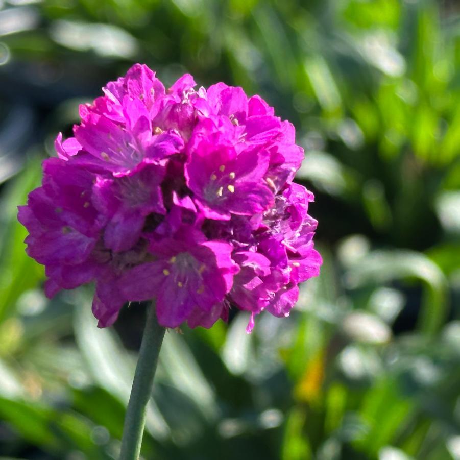 G6688 Armeria Pseudarmeria 'dreameria Vivid Dreams' - View 6 from www redcrocus com