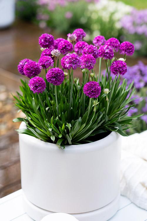 G6688 Armeria Pseudarmeria 'dreameria Vivid Dreams' - View 7 from www redcrocus com