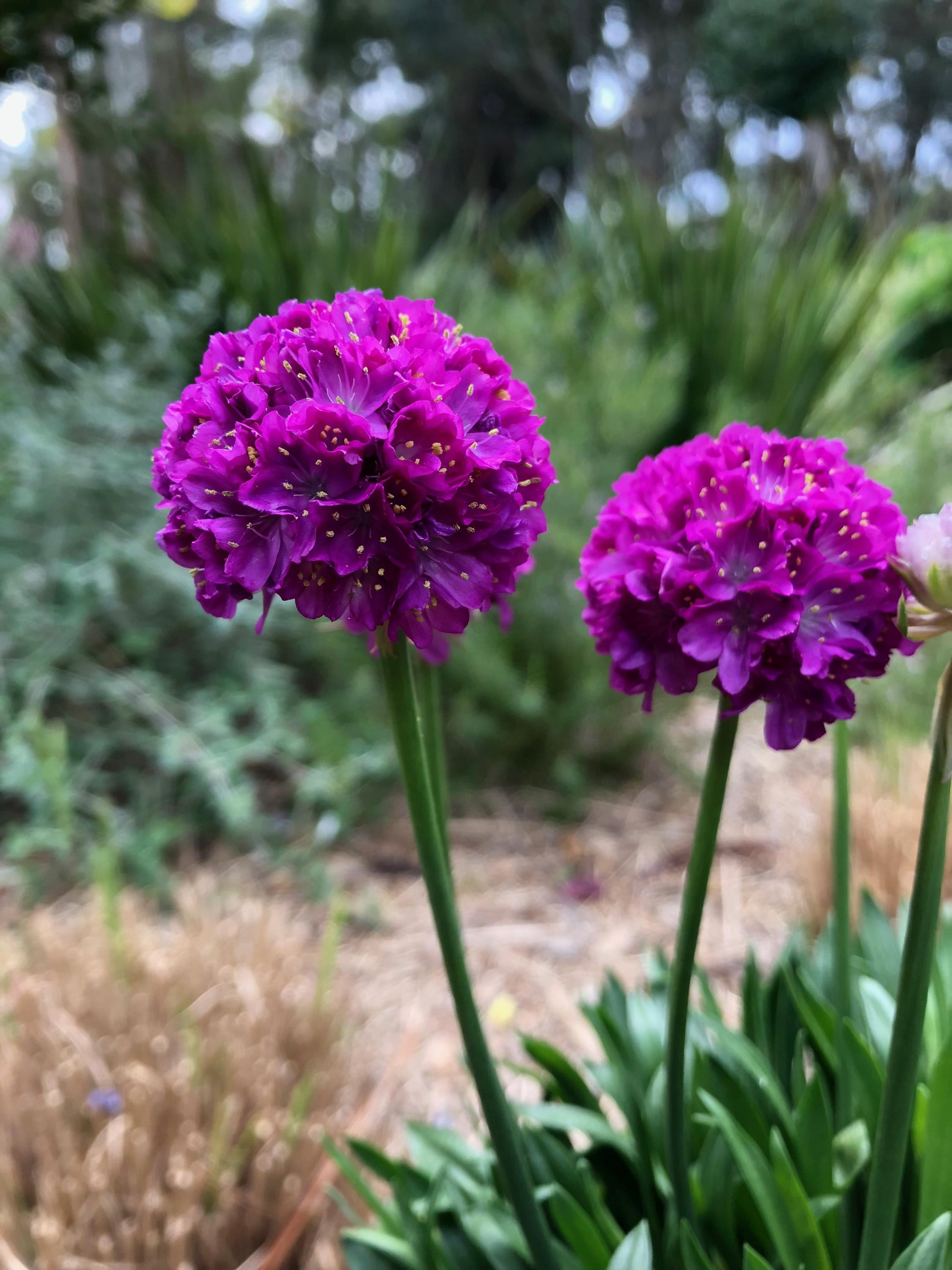 G6688 Armeria Pseudarmeria 'dreameria Vivid Dreams' - View 8 from www redcrocus com