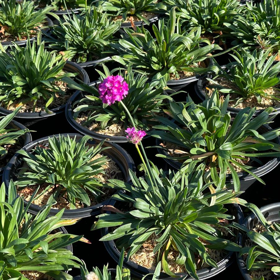 G6688 Armeria Pseudarmeria 'dreameria Vivid Dreams' - View 9 from www redcrocus com
