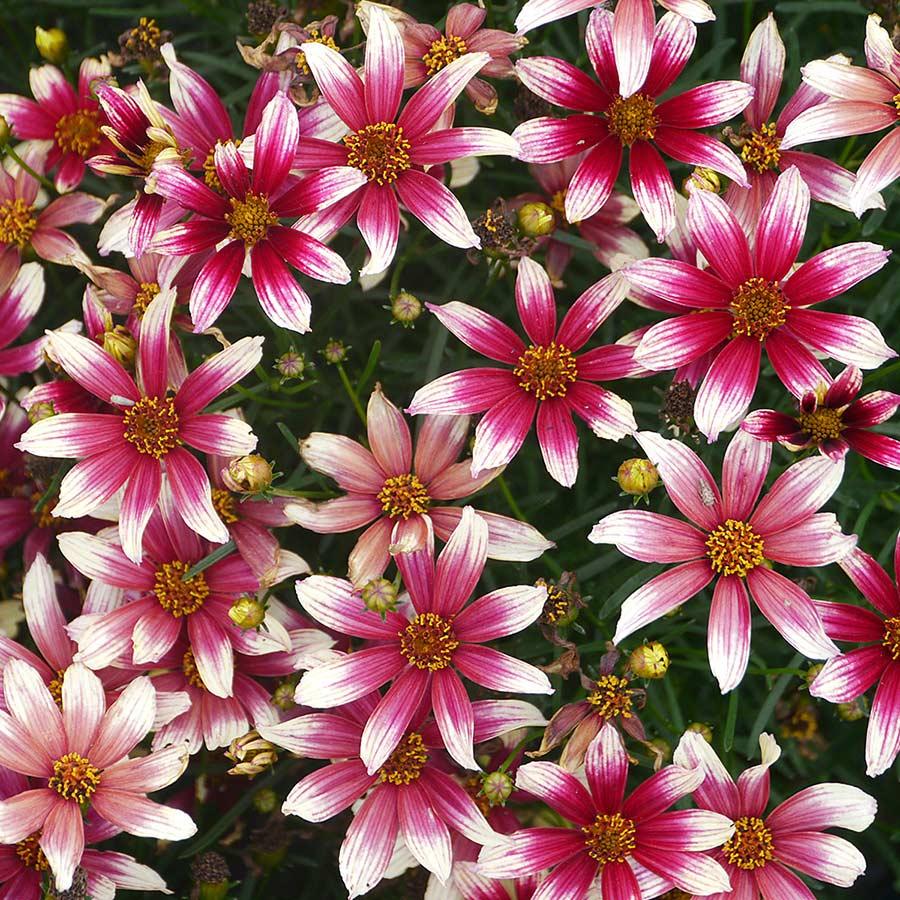 G6689 Coreopsis X 27sunstar Rose 27 11 4f160225 Ad18 4eef Aac5 844fb3425a3b from www redcrocus com