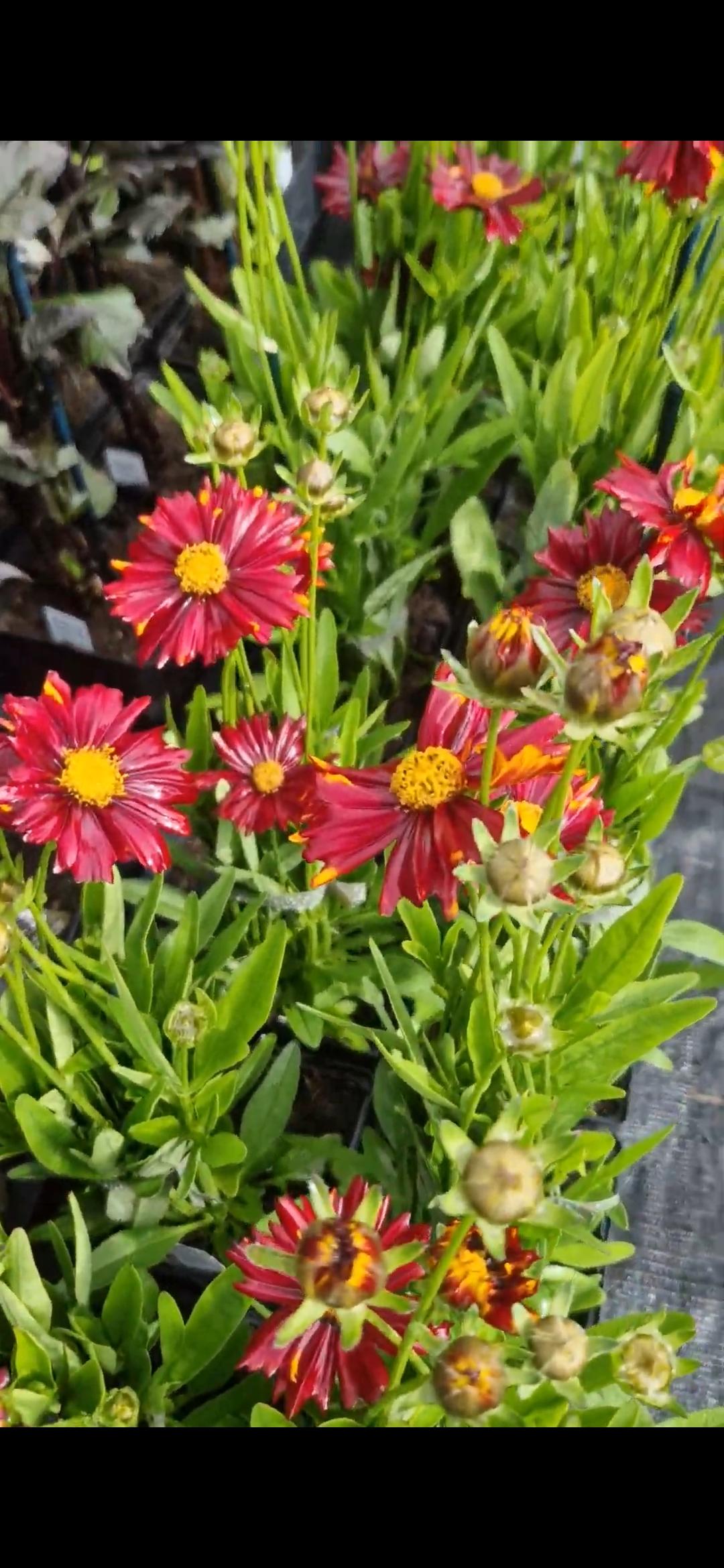 G6689 Coreopsis X 27sunstar Rose 27 12 D24931c6 Af40 47e6 9d5d Be55a93def1a from www redcrocus com