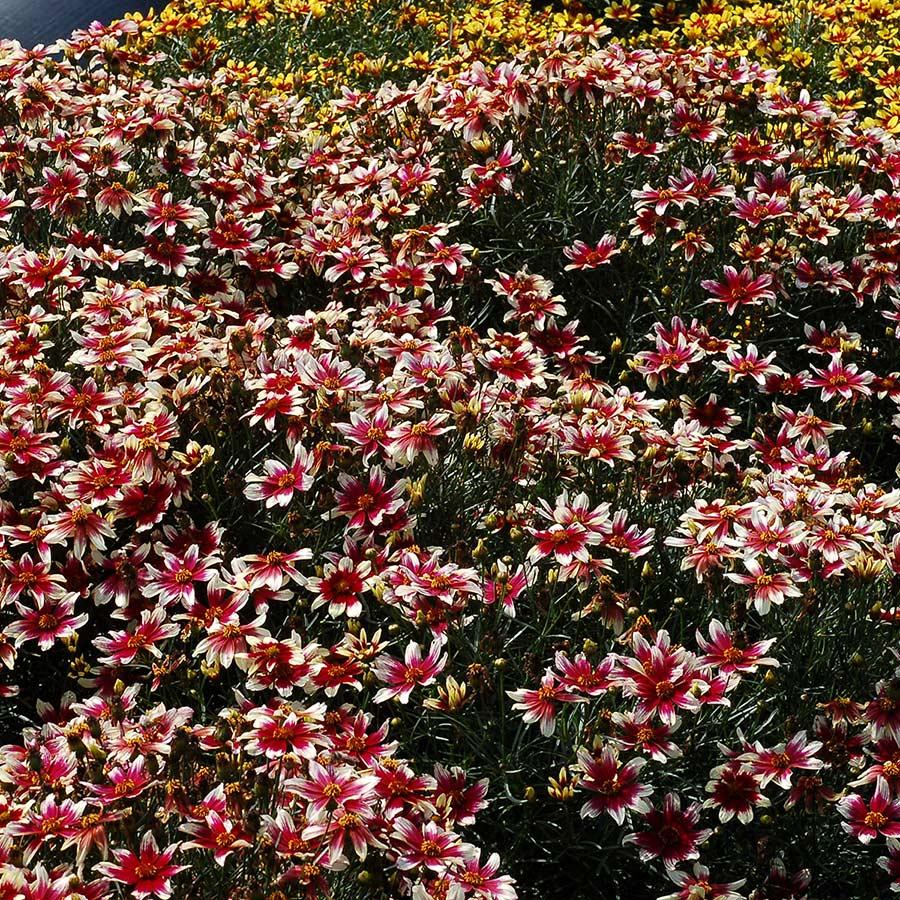 G6689 Coreopsis X 'sunstar Rose' - View 13 from www redcrocus com