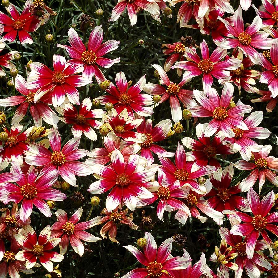 G6689 Coreopsis X 'sunstar Rose' - View 14 from www redcrocus com