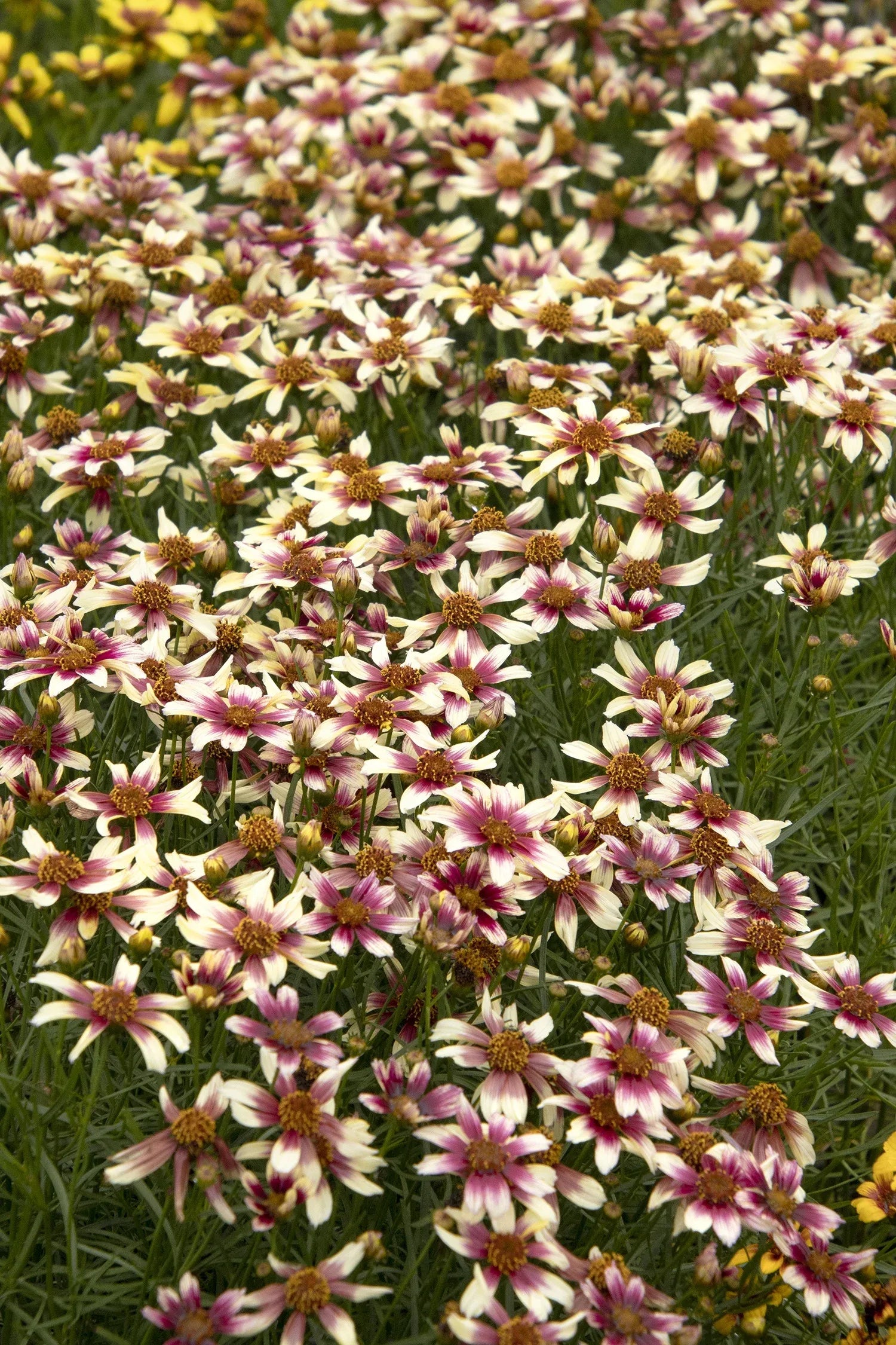G6689 Coreopsis X 27sunstar Rose 27 15 4b129b18 42ef 4b5d 82ff Cab83151978e from www redcrocus com