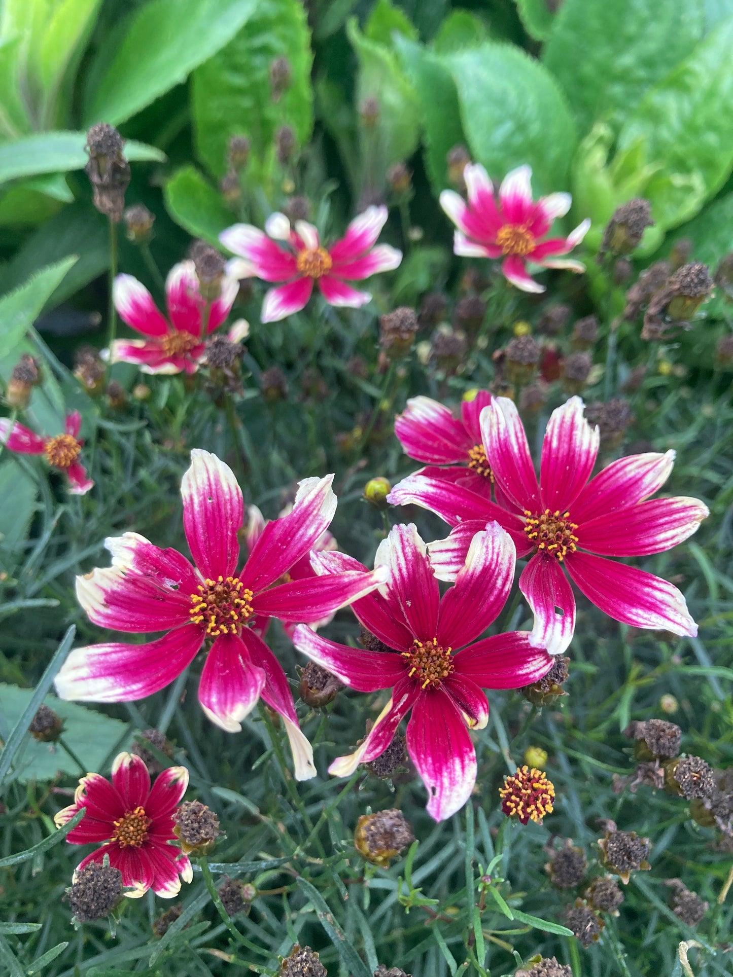 G6689 Coreopsis X 27sunstar Rose 27 16 9a46a1fd E8f2 4d76 8efe 9bdafd5a460b from www redcrocus com