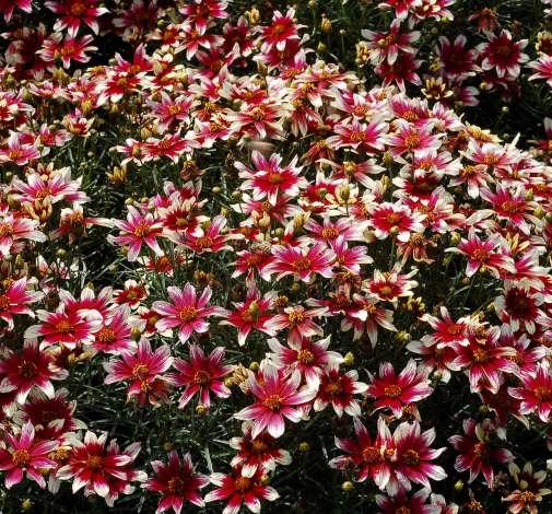 G6689 Coreopsis X 'sunstar Rose' - View 18 from www redcrocus com