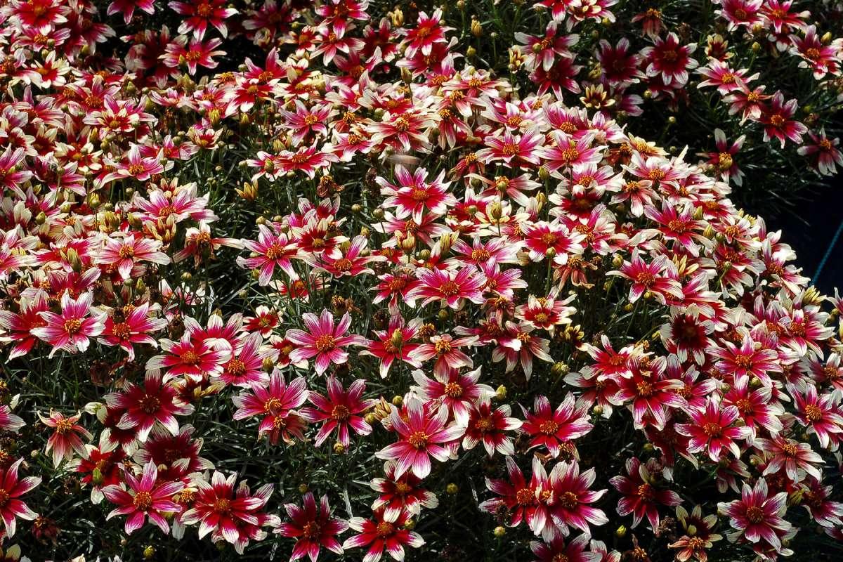 G6689 Coreopsis X 'sunstar Rose' - View 20 from www redcrocus com
