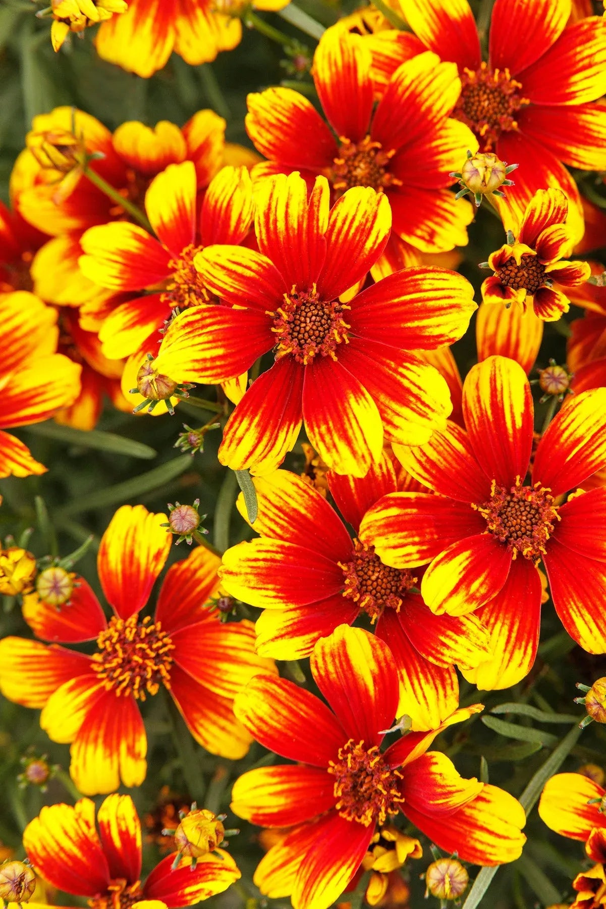 G6689 Coreopsis X 'sunstar Rose' - View 21 from www redcrocus com