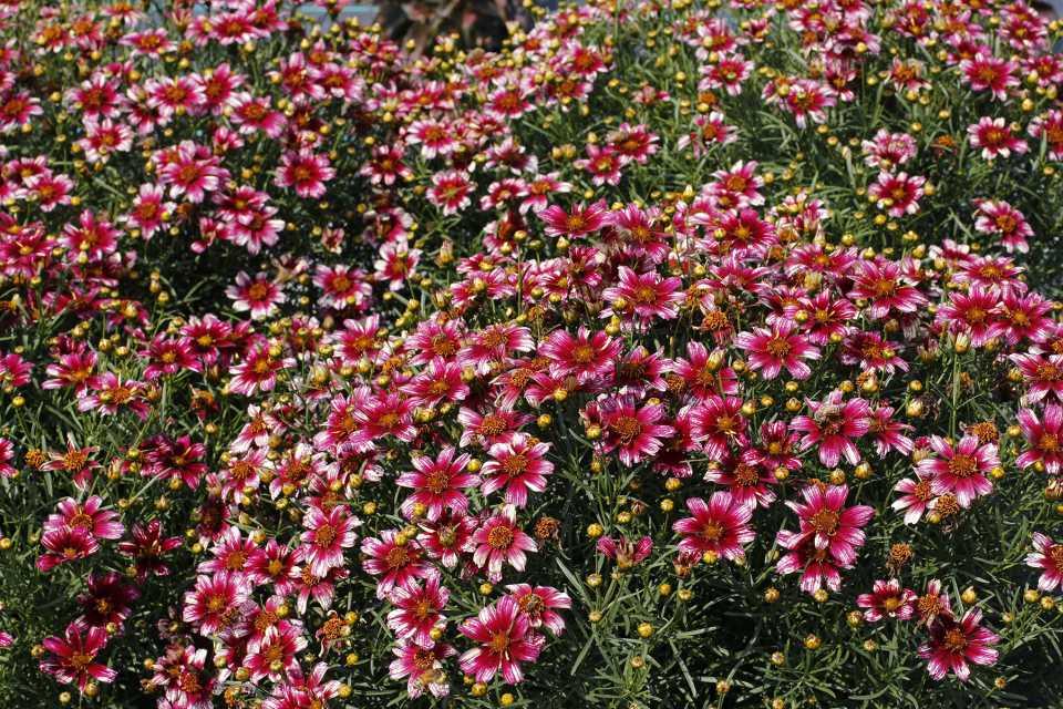 G6689 Coreopsis X 27sunstar Rose 27 22 156169c2 F653 4973 988d 45382a5ca3f3 from www redcrocus com