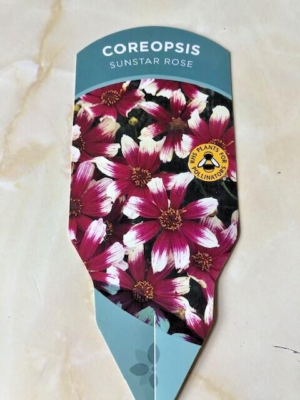 G6689 Coreopsis X 27sunstar Rose 27 24 9809273d E5d7 4f5f Be94 2a1a79a8a5f8 from www redcrocus com