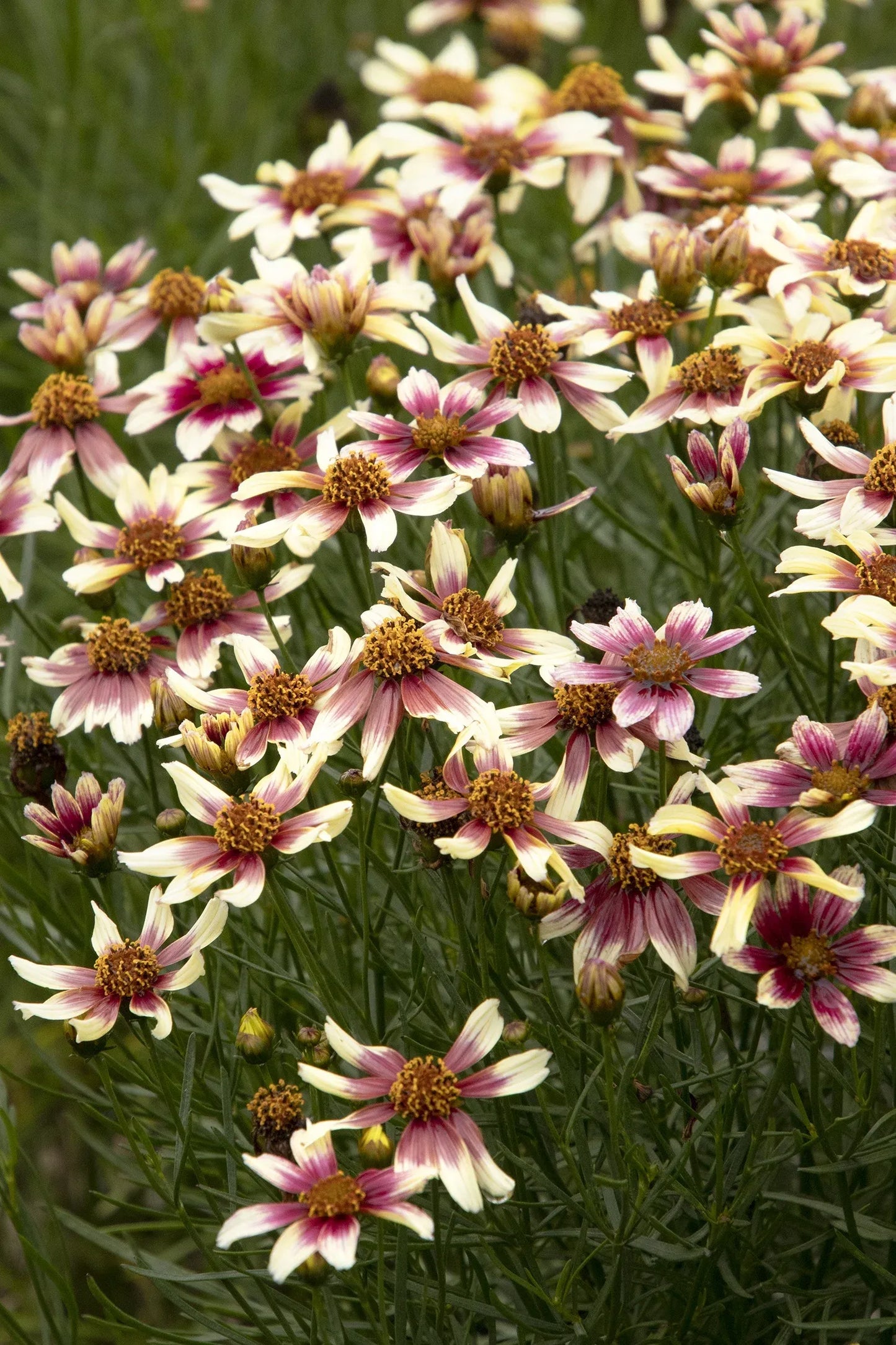 G6689 Coreopsis X 'sunstar Rose' - View 26 from www redcrocus com