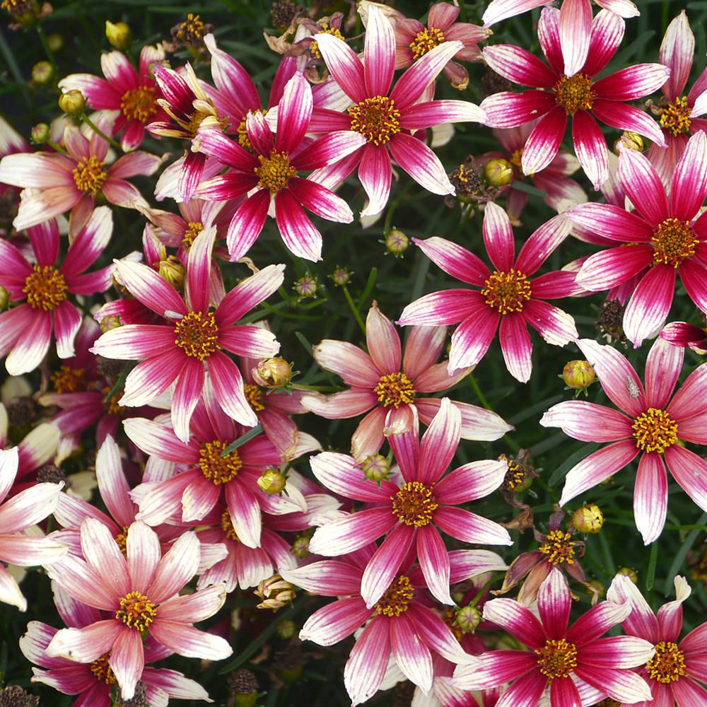 G6689 Coreopsis X 'sunstar Rose' - View 29 from www redcrocus com