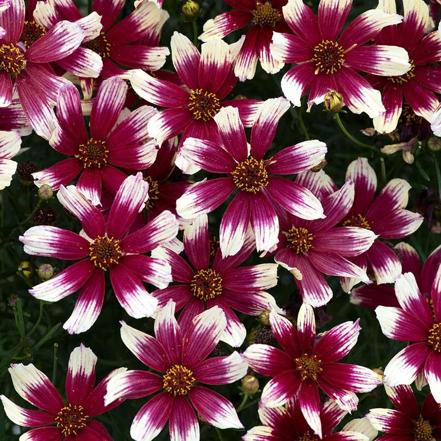 G6689 Coreopsis X 'sunstar Rose' - View 2 from www redcrocus com