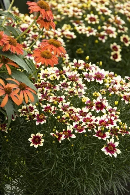 G6689 Coreopsis X 'sunstar Rose' - View 34 from www redcrocus com