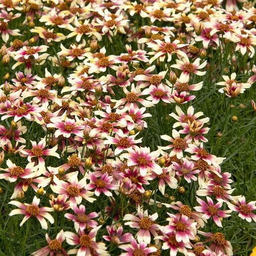 G6689 Coreopsis X 27sunstar Rose 27 35 Ea6fca4e 30c5 4a29 A825 A1f522a2f60b from www redcrocus com