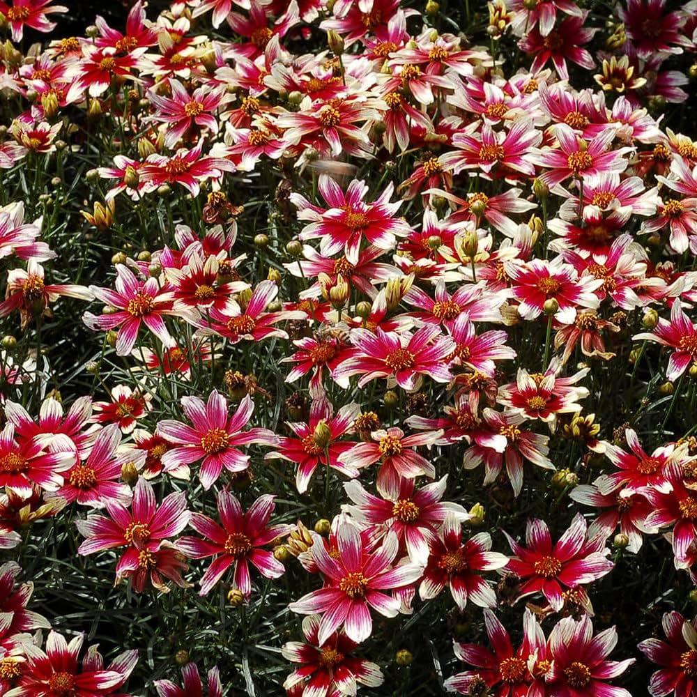 G6689 Coreopsis X 'sunstar Rose' - View 36 from www redcrocus com